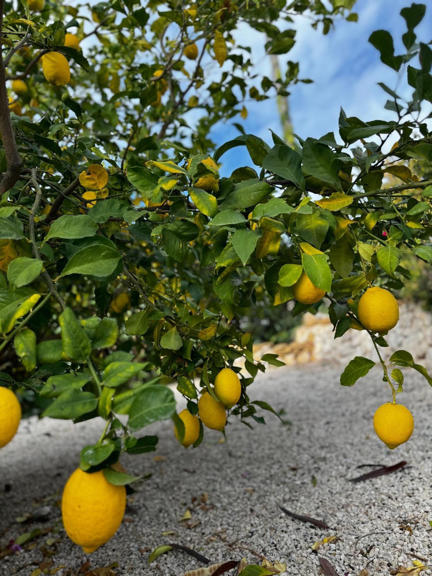 Casa Molar Villa Altea Dış mekan fotoğraf